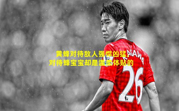 黄蜂对待敌人强悍凶猛,对待蜂宝宝却是温柔体贴的